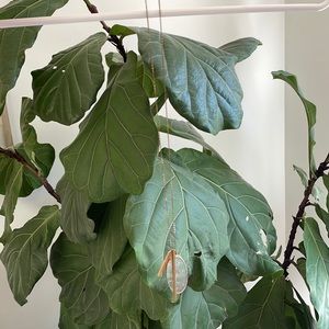 Anthropologie serefina glass and gold necklace